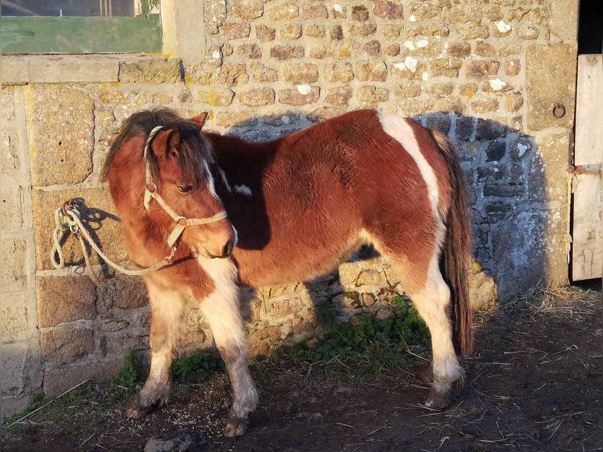 Welsh-PB Stute 2 Jahre 115 cm Tobiano-alle-Farben in LA TRINITE