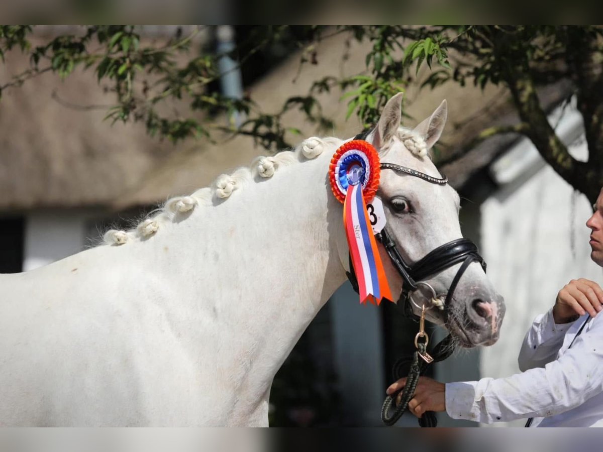 Welsh-PB Stute 4 Jahre 148 cm Palomino in Schwalmstadt