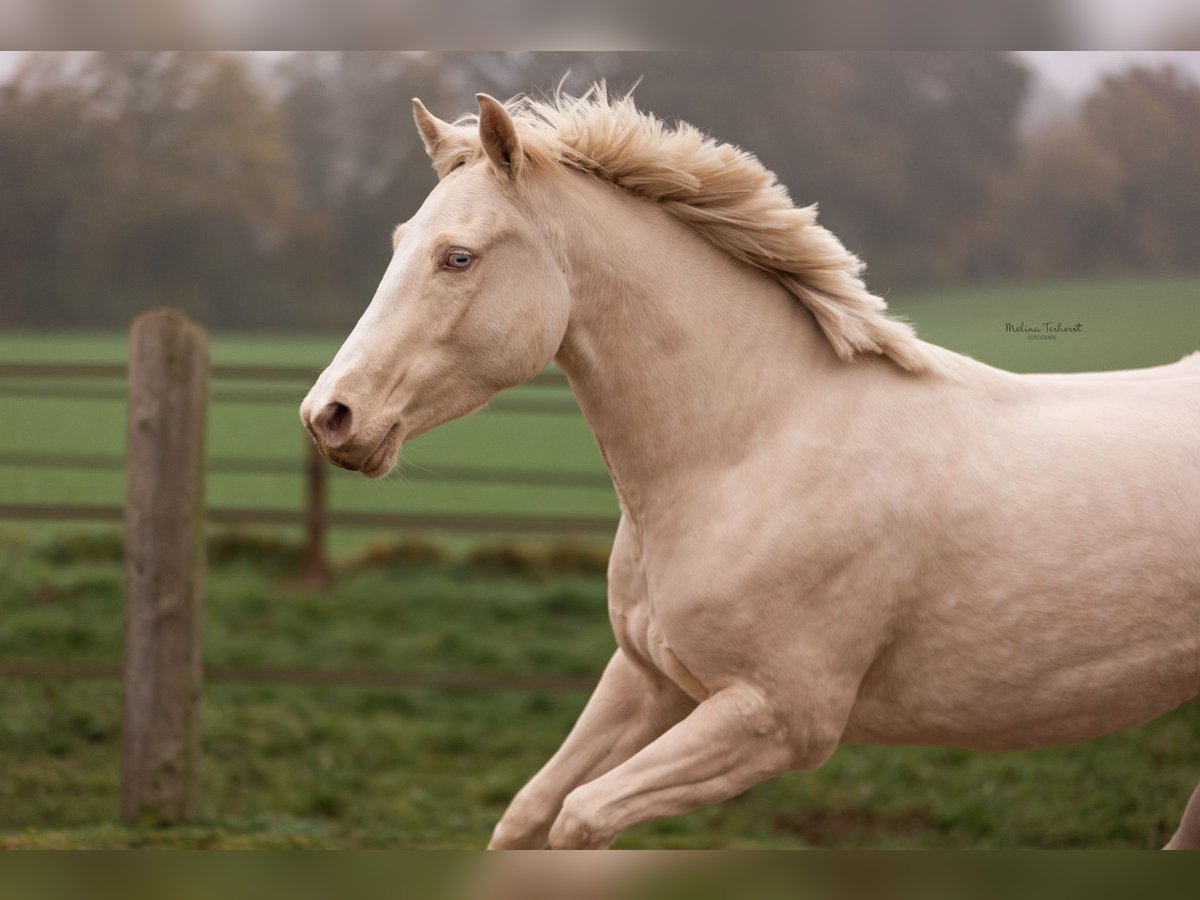 Welsh-PB Stute 4 Jahre 150 cm Cremello in Goch