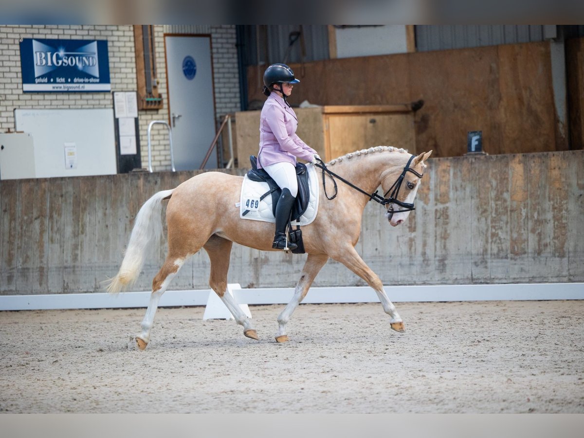 Welsh-PB Stute 5 Jahre 145 cm Palomino in Oudendijk