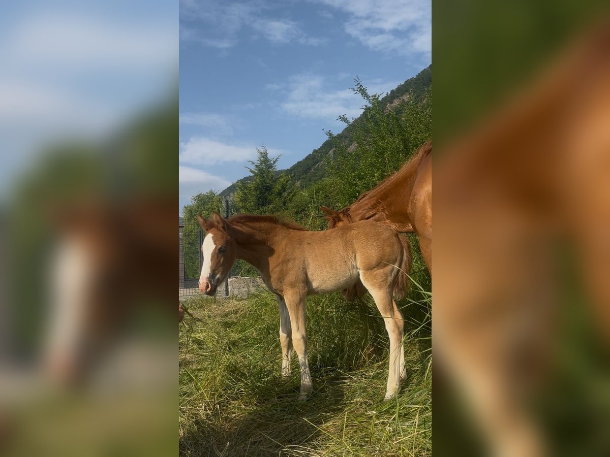 Welsh-PB Stute  Fuchs in Pelleautier