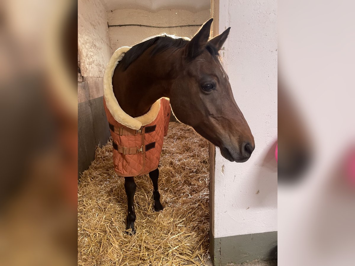 Welsh-PB Wallach 12 Jahre 147 cm Brauner in Lippetal