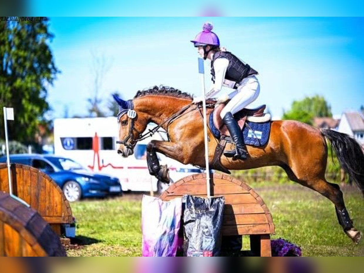 Welsh-PB Mix Wallach 14 Jahre 143 cm Rotbrauner in Forssa