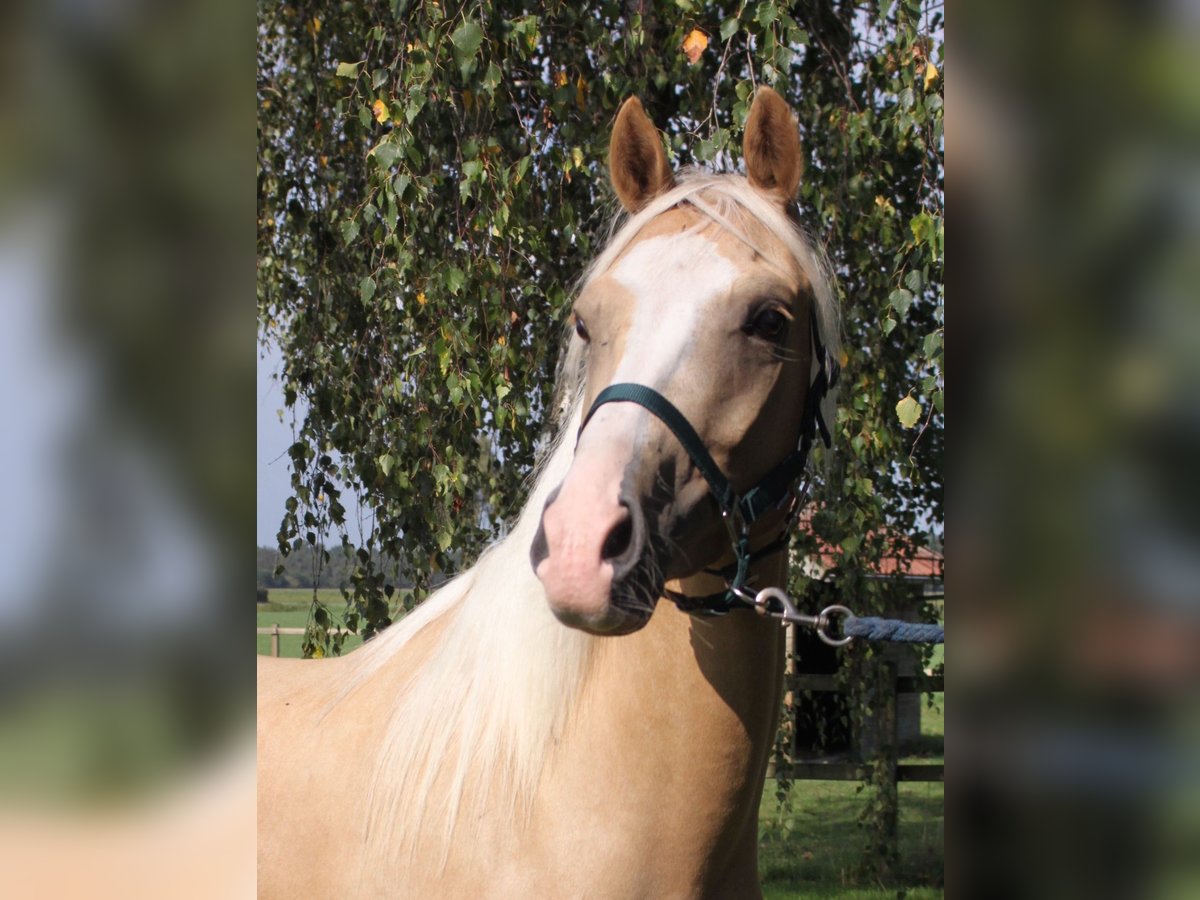 Welsh-PB Wallach 5 Jahre 150 cm Palomino in Halle