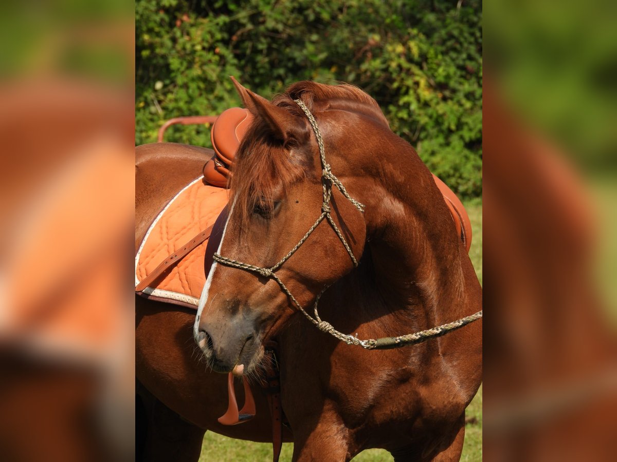 Welsh-PB Mix Wallach 7 Jahre 162 cm Fuchs in Uffelte