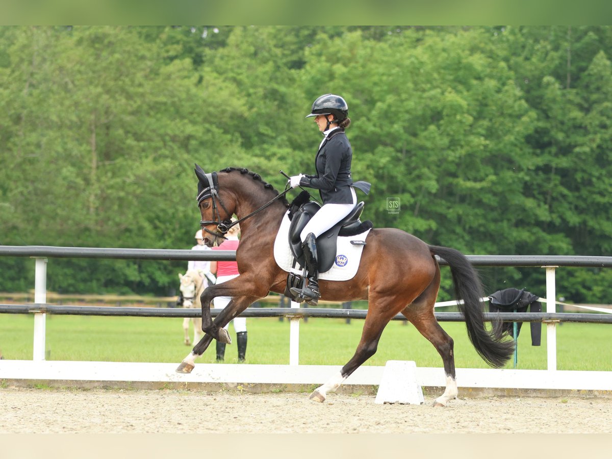 Welsh-PB Wallach 8 Jahre 146 cm Brauner in Heiloo