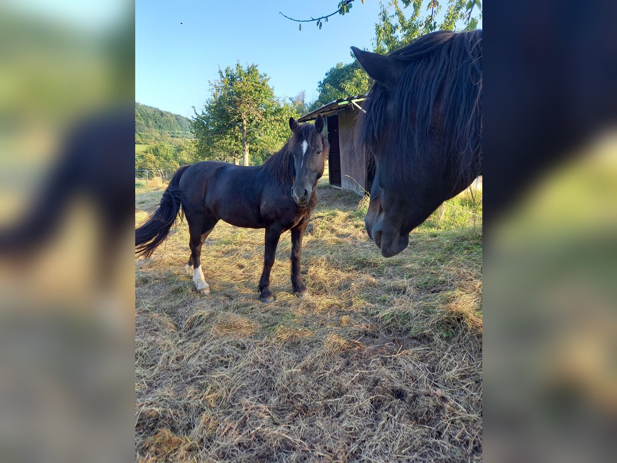 Welsh-PB Wallach 9 Jahre 150 cm in Witzenhausen