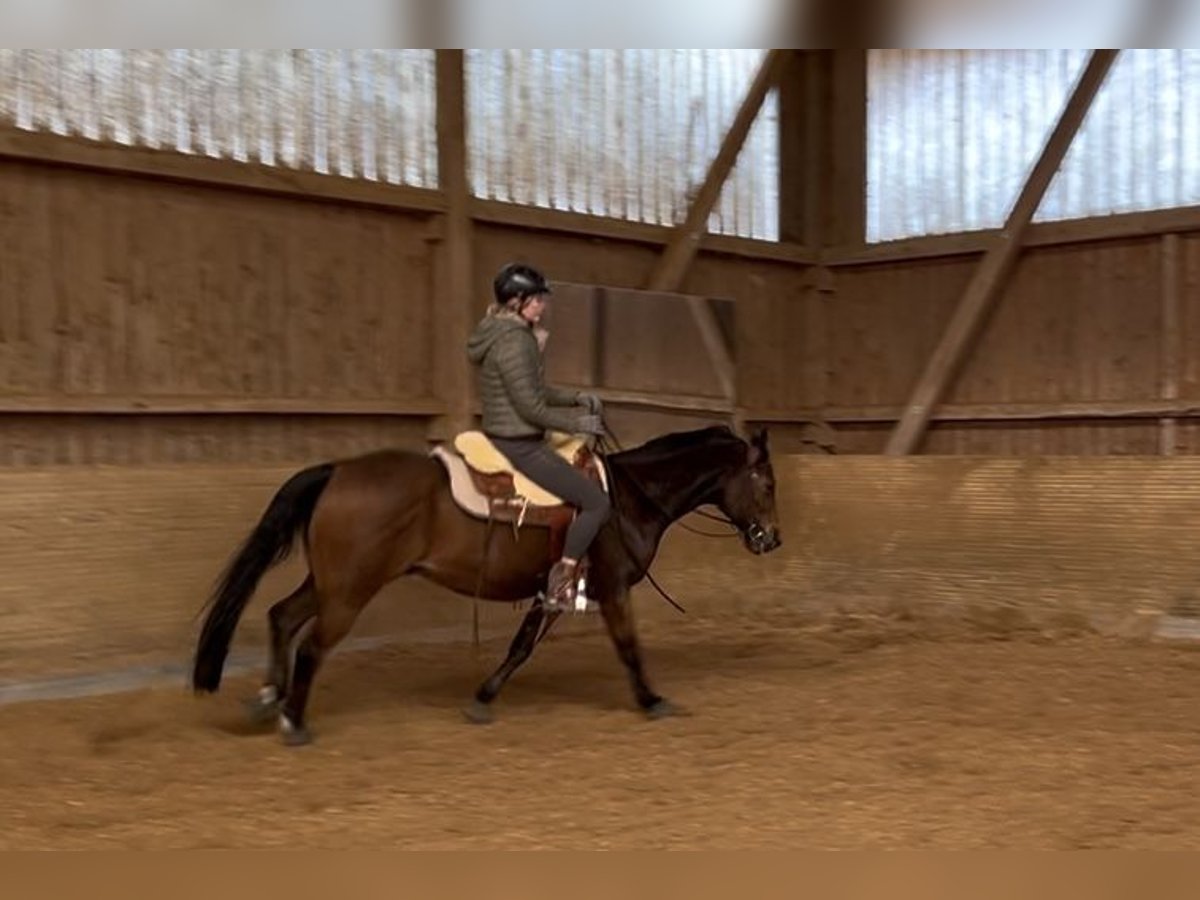 Westernreitbeteiligung gesucht - zuverlässige Reiterin sucht Pferd Westernreitbeteiligung gesucht - zuverlässige Reiterin sucht Pferd