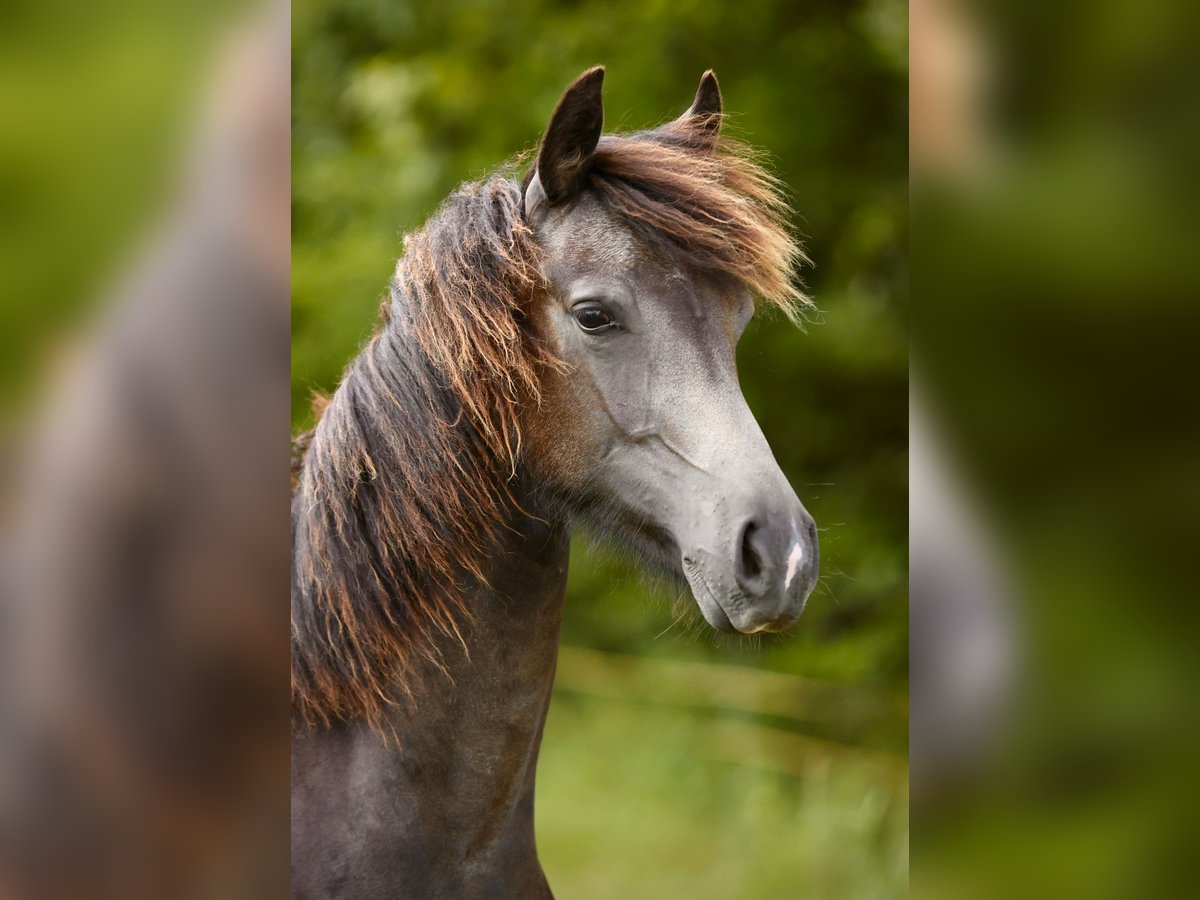 Westfaal Hengst 1 Jaar 155 cm Buckskin in Hohenahr