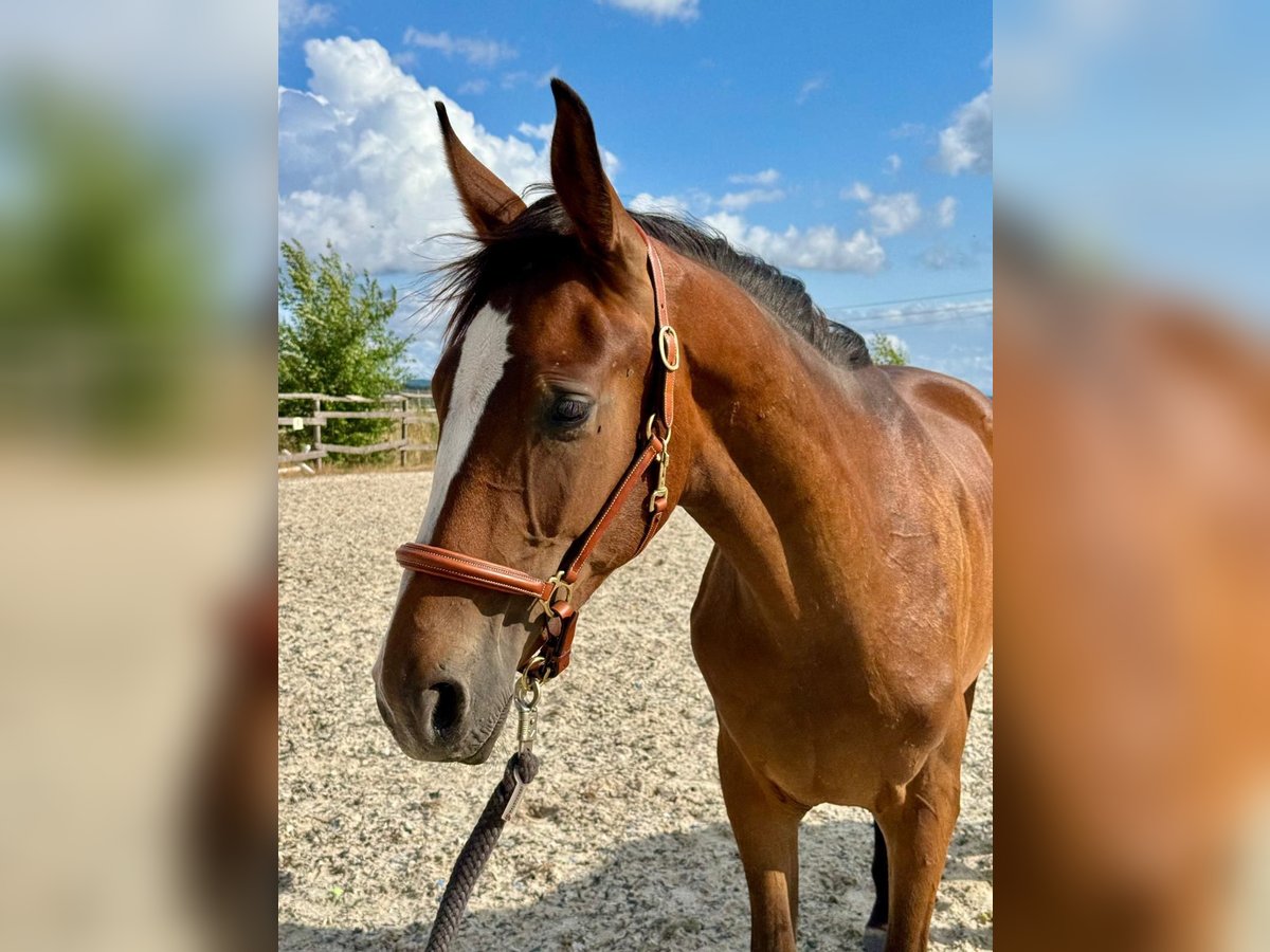 Westfaal Hengst 1 Jaar 163 cm Bruin in Weiskirchen