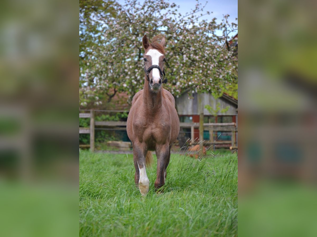 Westfaal Hengst 1 Jaar 168 cm kan schimmel zijn in Billerbeck