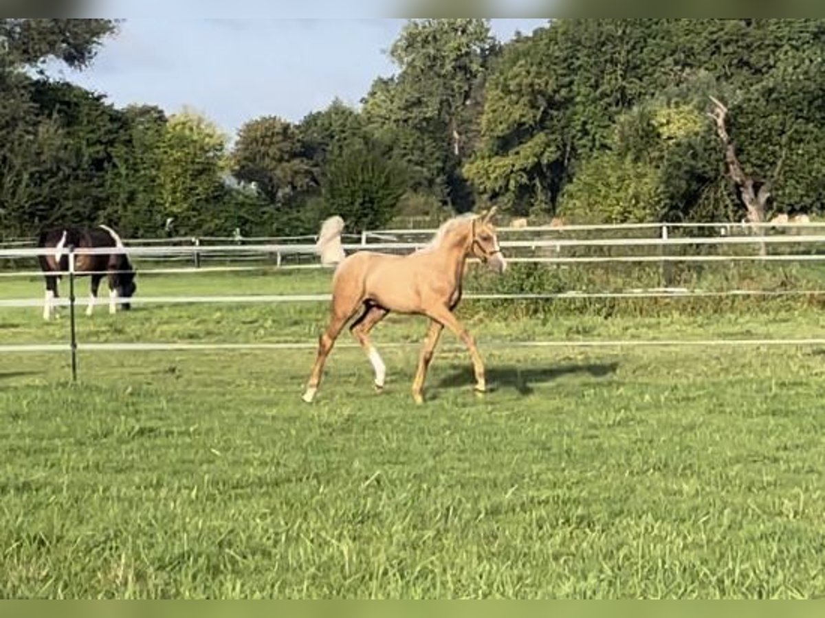 Westfaal Hengst 1 Jaar 168 cm Palomino in Viersen