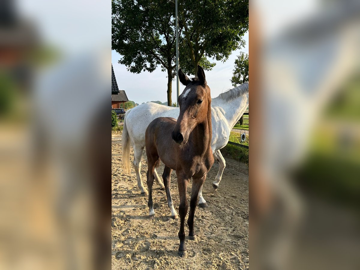 Westfaal Hengst 1 Jaar 169 cm Schimmel in Harsewinkel