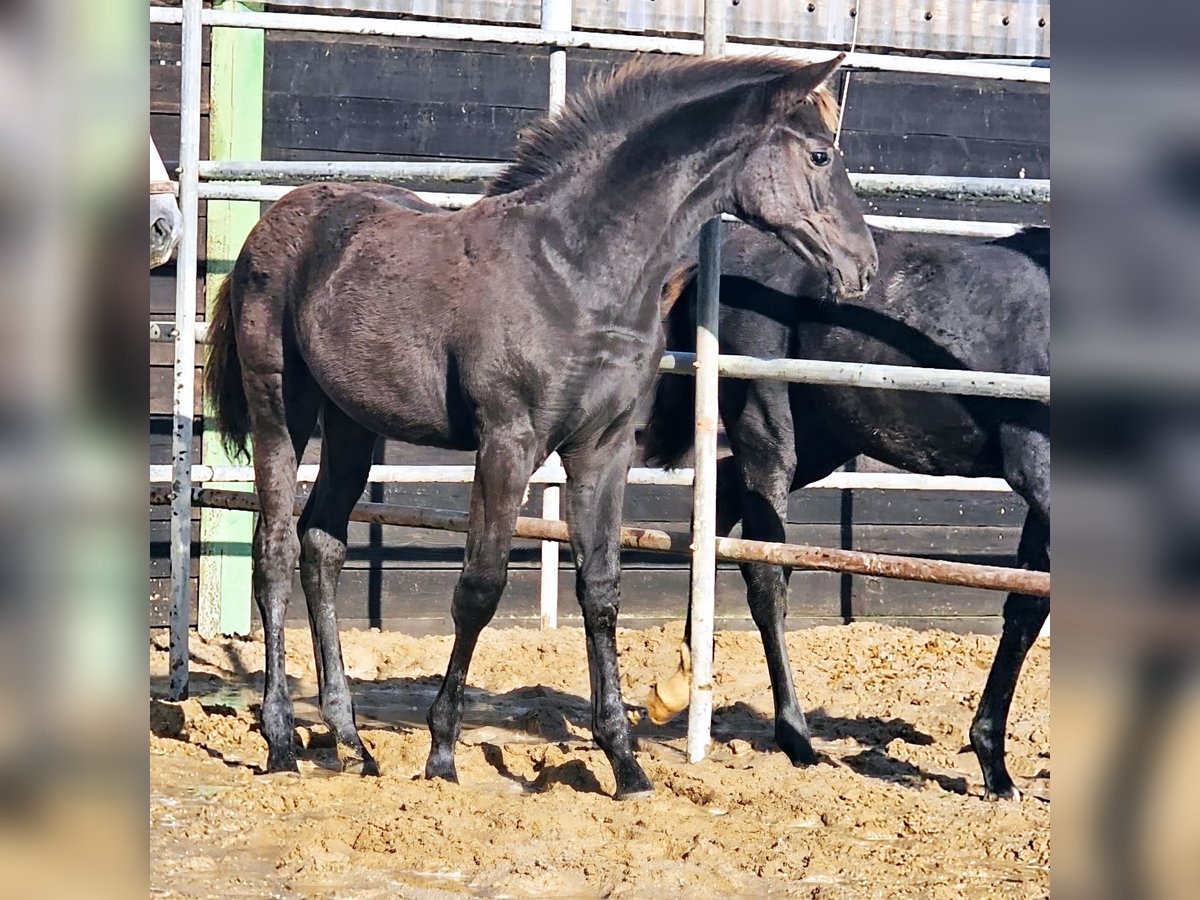 Westfaal Hengst 1 Jaar Bruin in Appen