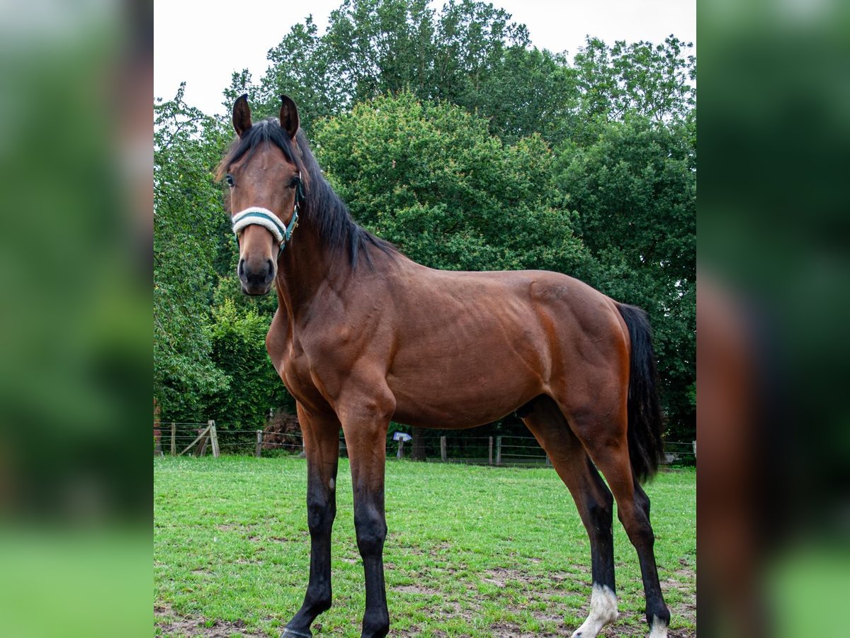 Westfaal Hengst 1 Jaar Bruin in Nottuln