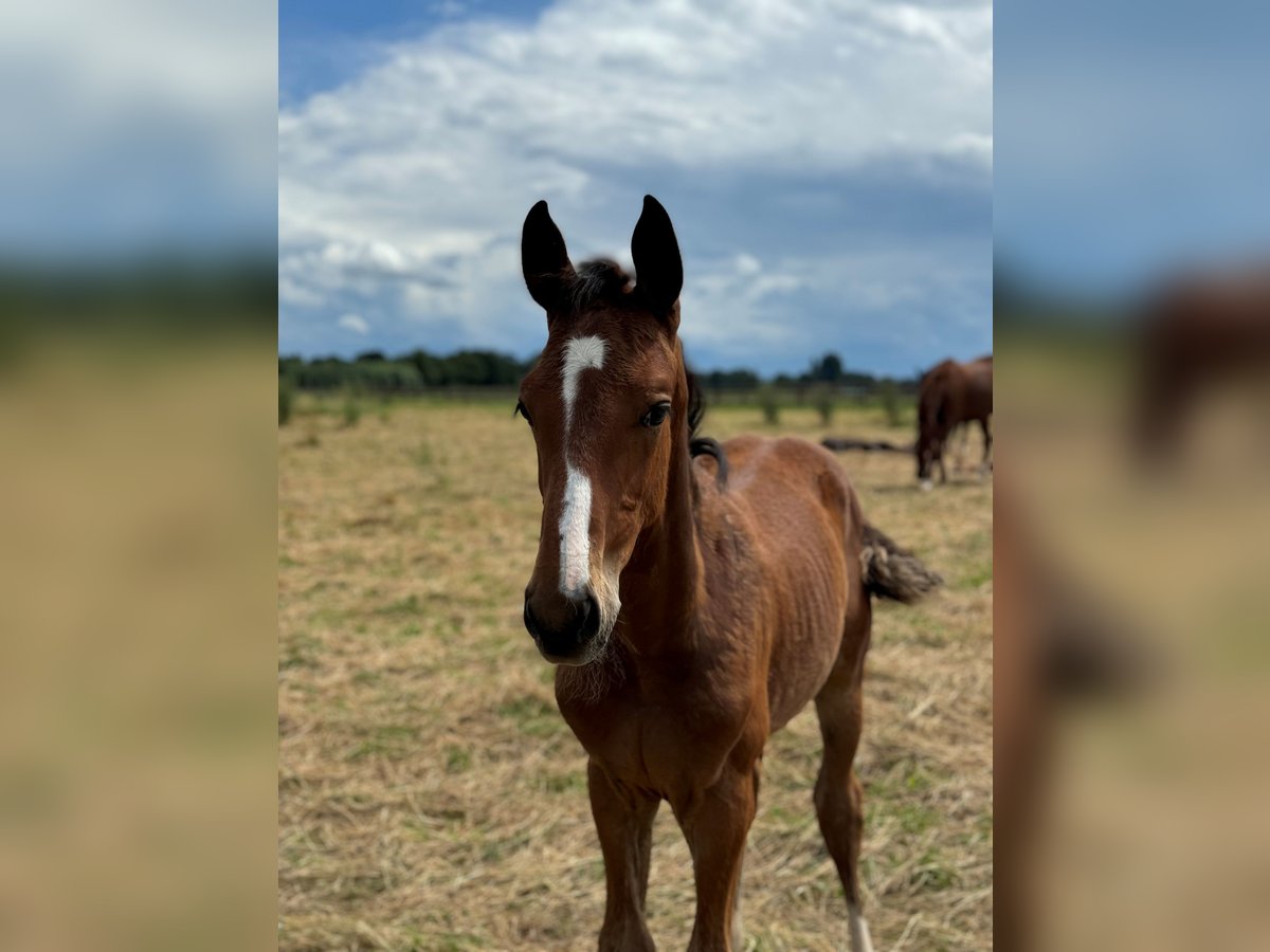 Westfaal Hengst 1 Jaar Bruin in Weilerswist