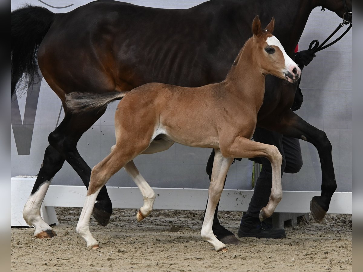 Westfaal Hengst 1 Jaar Zwartbruin in Reichenwalde