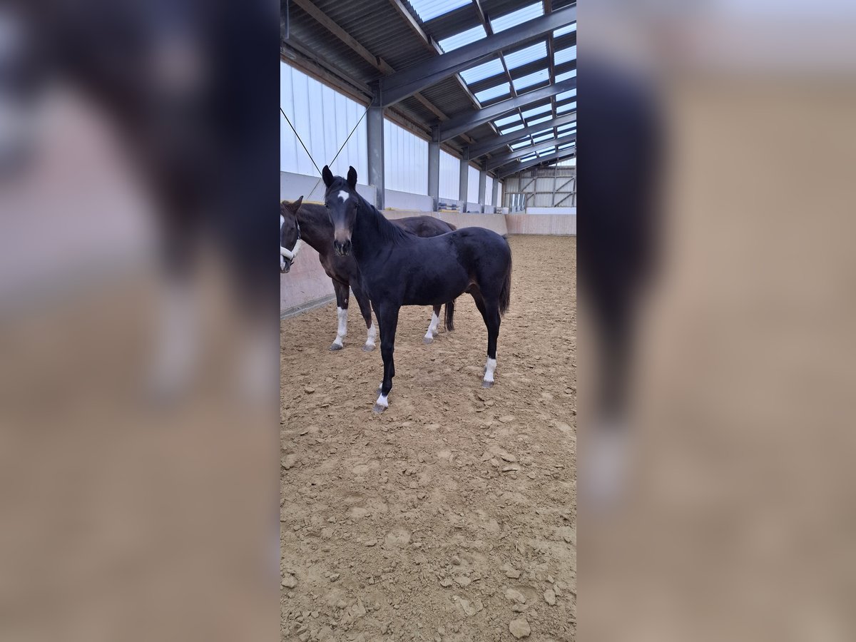 Westfaal Hengst 1 Jaar Zwartbruin in Ruppichteroth