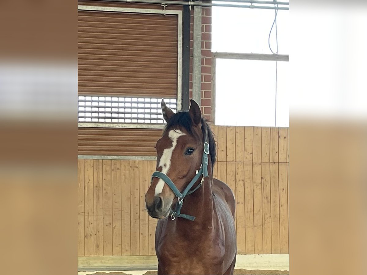 Westfaal Hengst 2 Jaar 161 cm Bruin in Verl