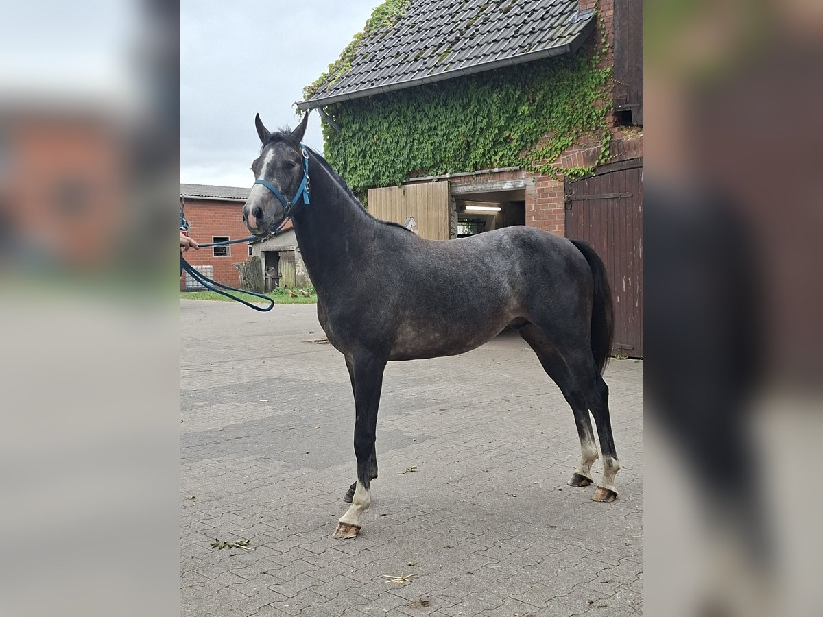 Westfaal Hengst 2 Jaar 163 cm Appelschimmel in Tecklenburg
