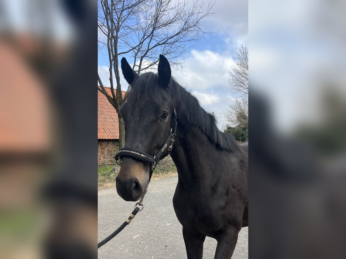 Westfaal Hengst 2 Jaar 166 cm Donkerbruin in Soest