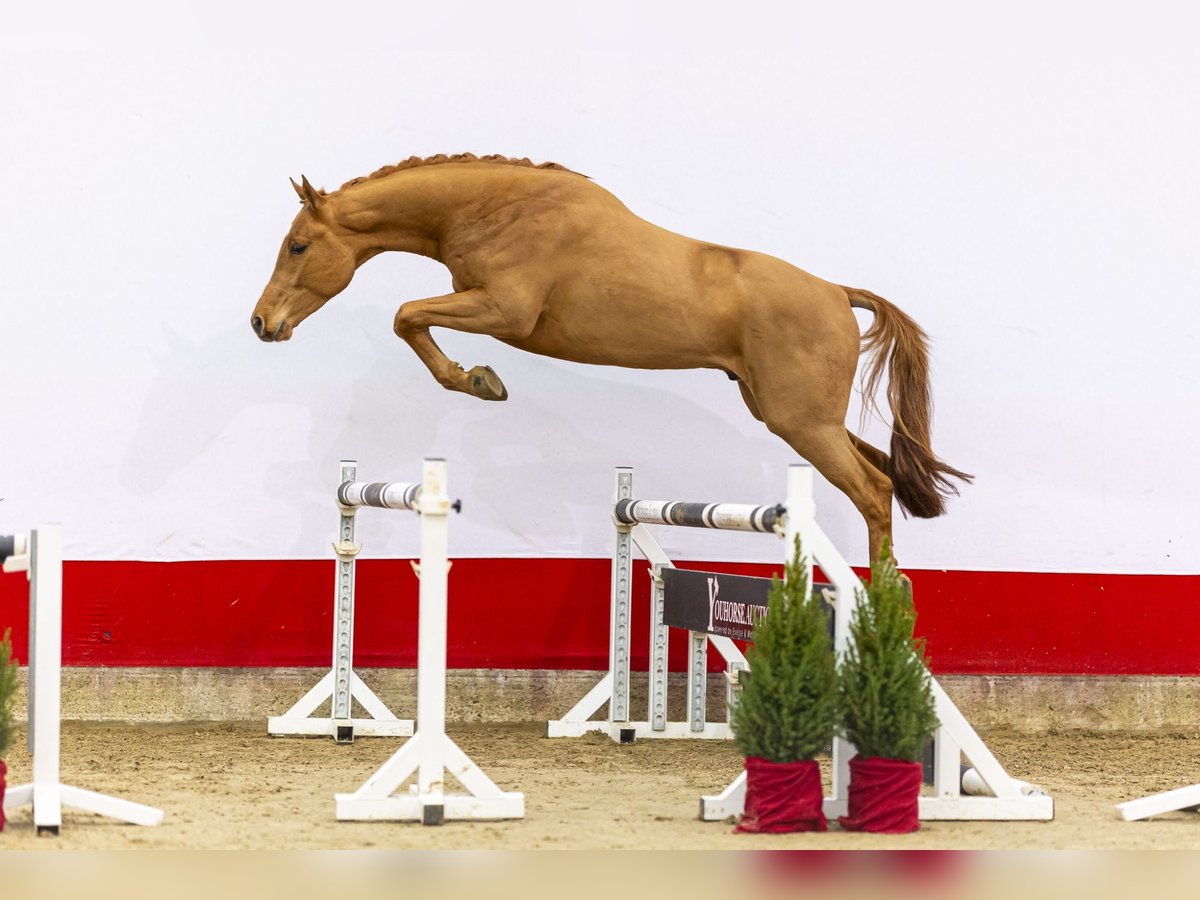 Westfaal Hengst 2 Jaar 167 cm Vos in Waddinxveen