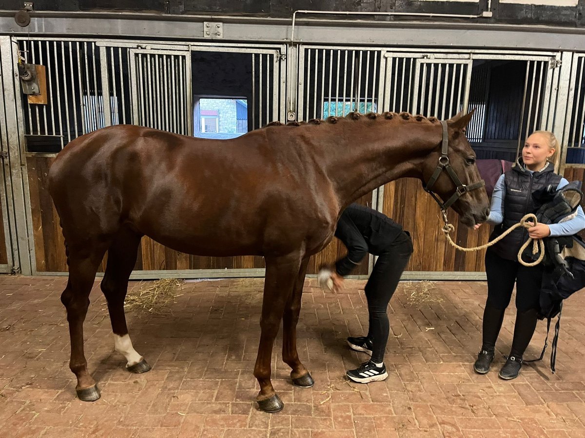 Westfaal Hengst 2 Jaar 168 cm Donkere-vos in Wallenhorst