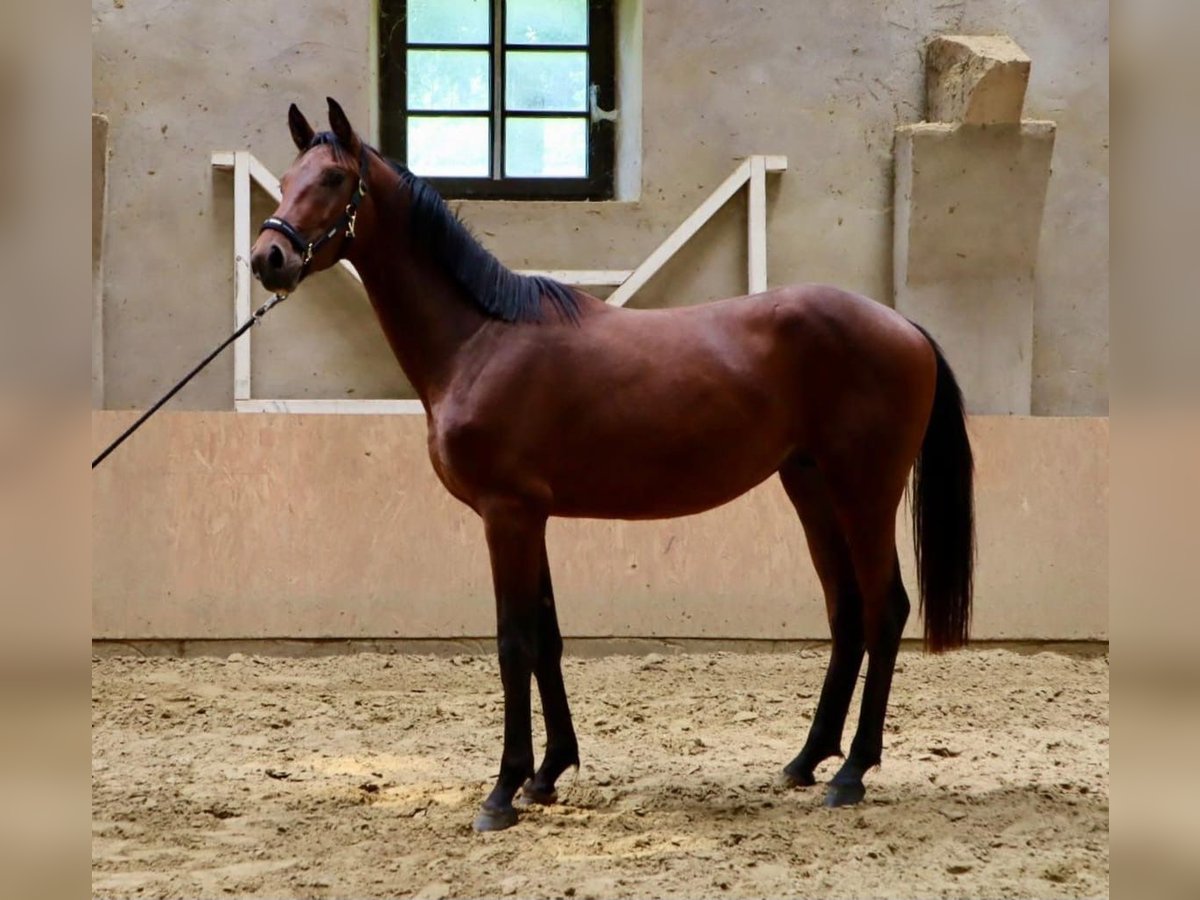 Westfaal Hengst 2 Jaar 170 cm Bruin in D&#xF6;rentrup