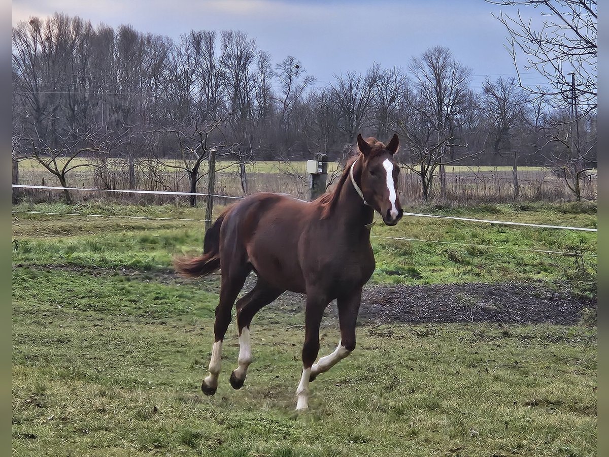 Westfaal Mix Hengst 2 Jaar 170 cm Donkerbruin in Darnózseli