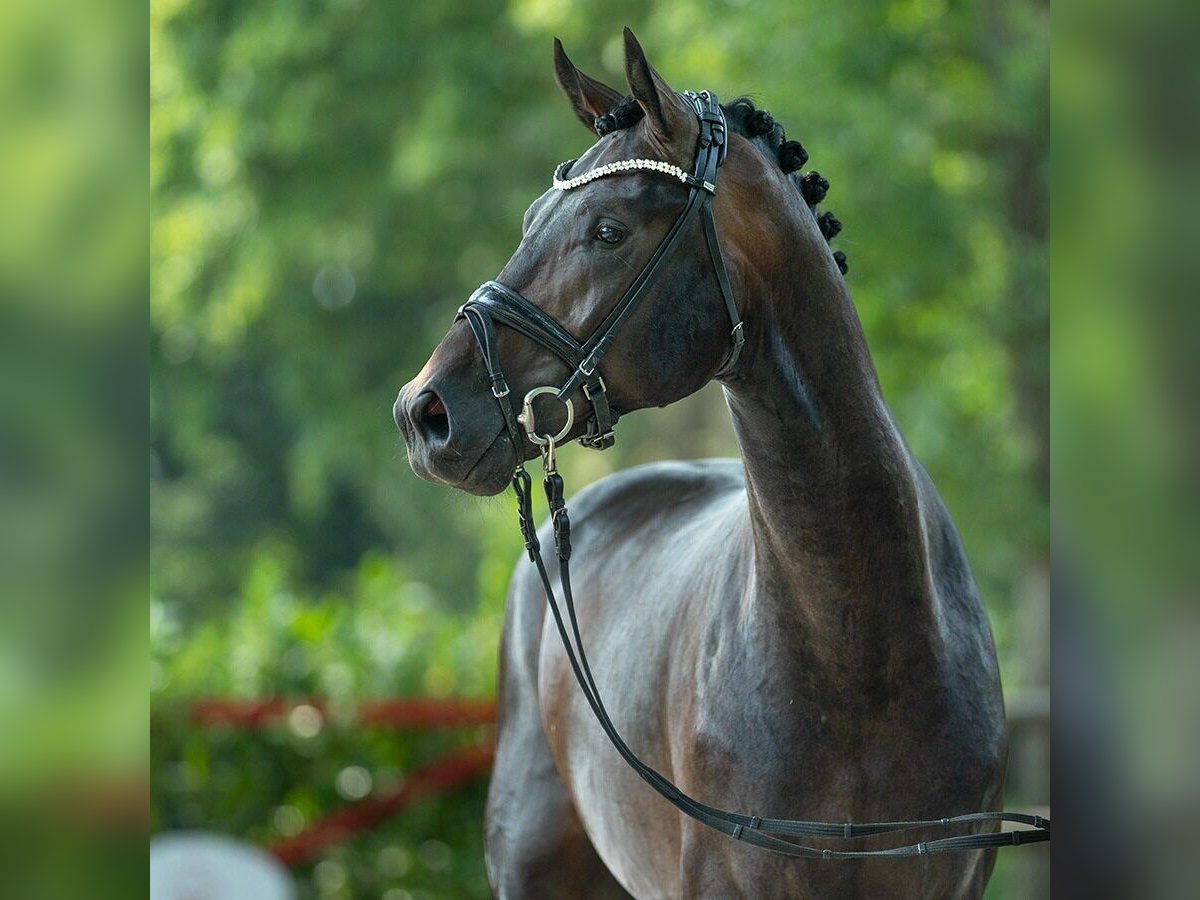 Westfaal Hengst 2 Jaar 171 cm Zwartbruin in Münster-Handorf