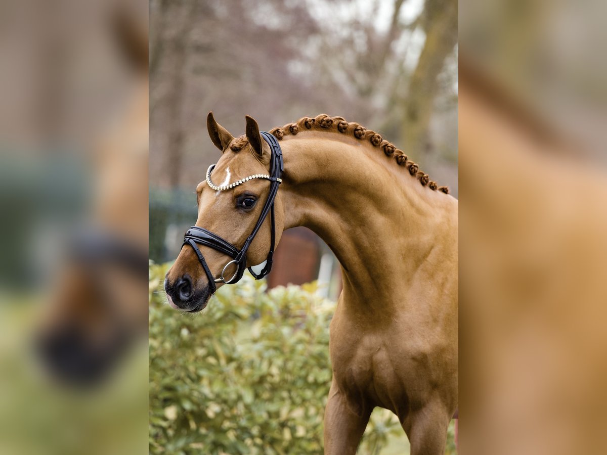 Westfaal Hengst 3 Jaar 166 cm Vos in Schüttorf