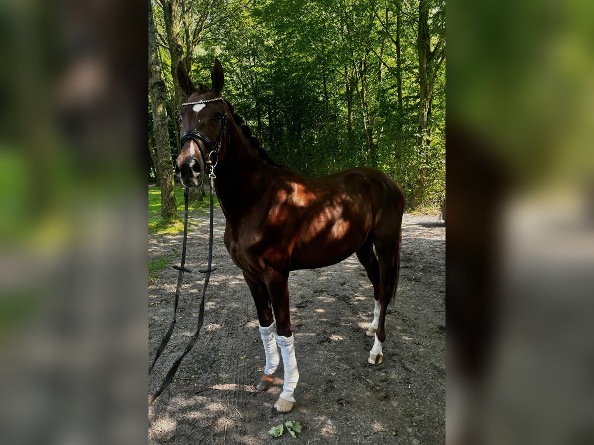 Westfaal Hengst 3 Jaar 168 cm Bruin in Langenberg