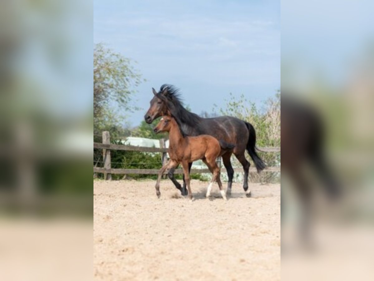 Westfaal Hengst 3 Jaar Bruin in Hüllhorst