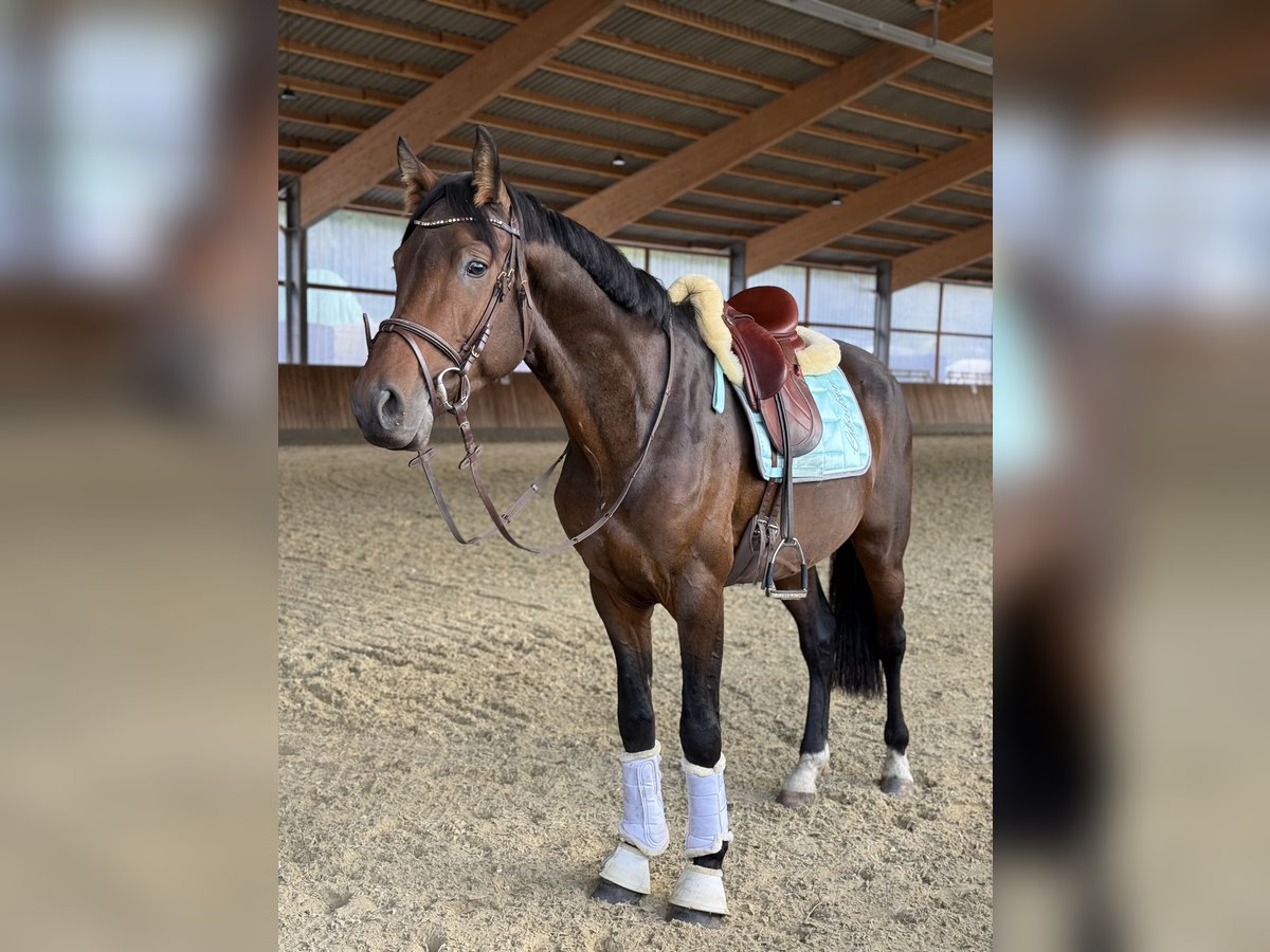 Westfaal Hengst 4 Jaar 163 cm Bruin in Witten