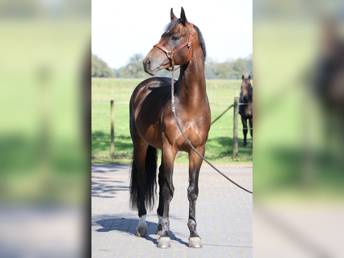 Westfaal Hengst 5 Jaar 167 cm Falbe in Weert