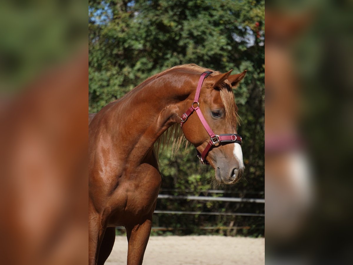 Westfaal Hengst 6 Jaar 165 cm Vos in Langenfeld