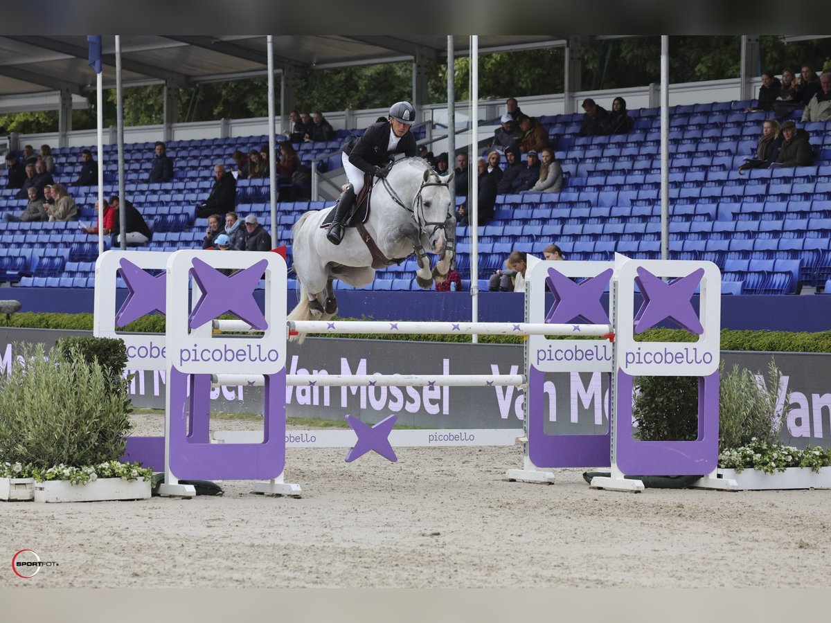 Westfaal Hengst 7 Jaar 171 cm Schimmel in Peelbergen