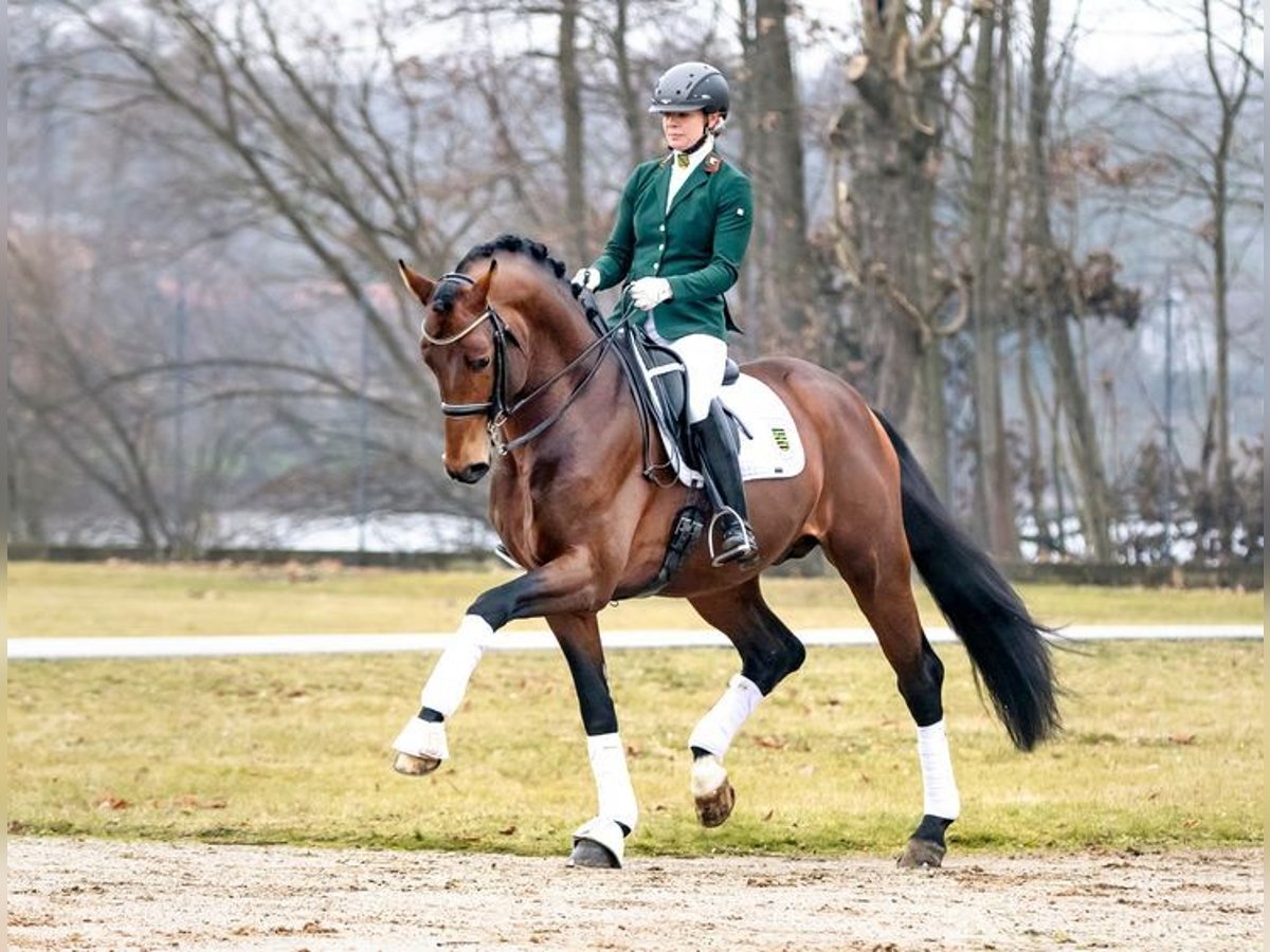 Westfaal Hengst Bruin in Moritzburg