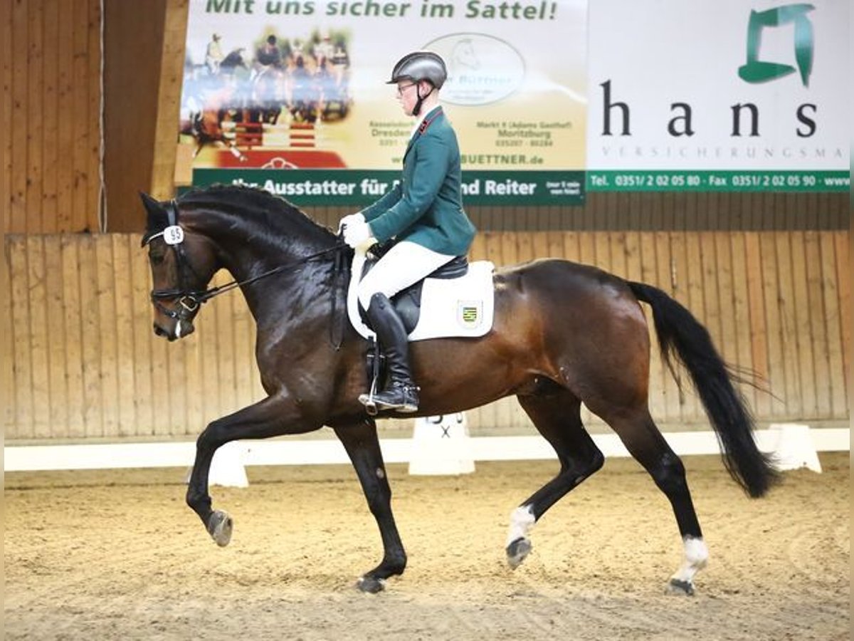 Westfaal Hengst Bruin in Moritzburg