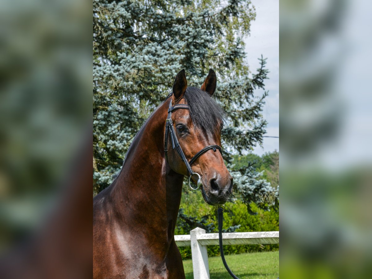 Westfaal Hengst Bruin in Hörstel