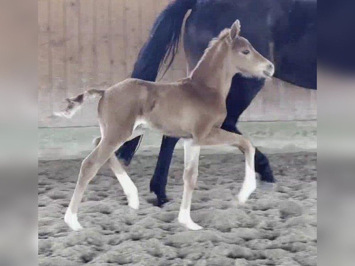 Westfaal Hengst  169 cm Donkere-vos in Telgte