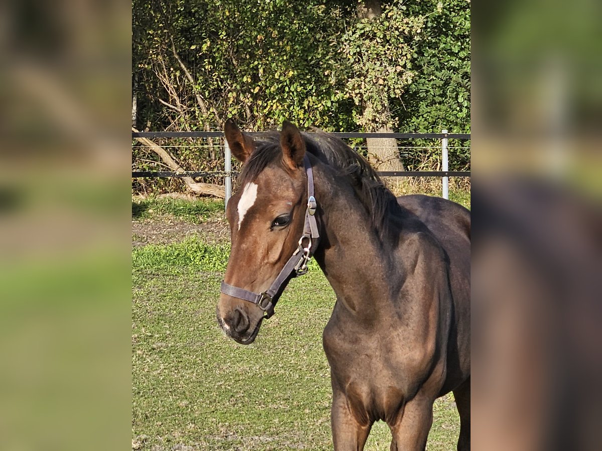 Westfaal Hengst  170 cm Bruin in Hövelhof