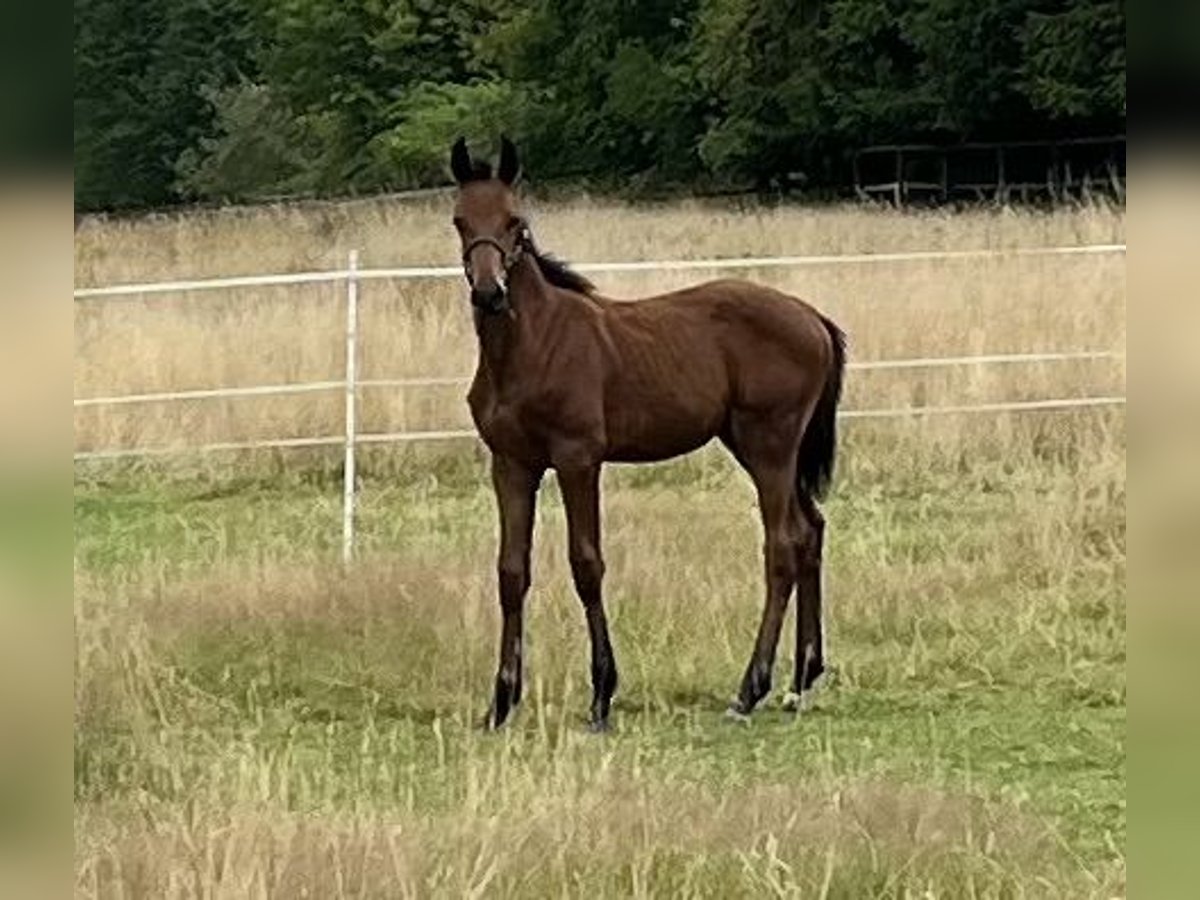 Westfaal Hengst Veulen (04/2025) 170 cm Bruin in Schwerte