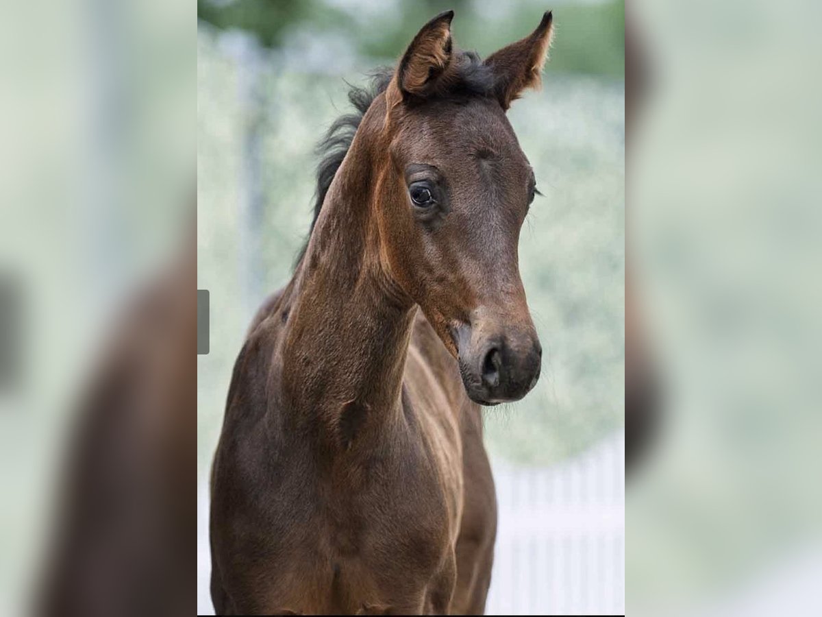 Westfaal Hengst  170 cm Donkerbruin in Olfen
