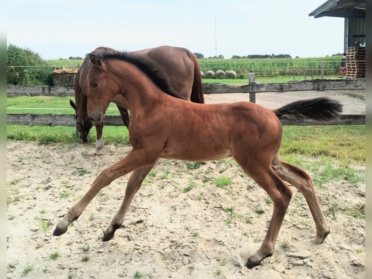 Westfaal Hengst Veulen (06/2025) 175 cm Bruin in Lathen