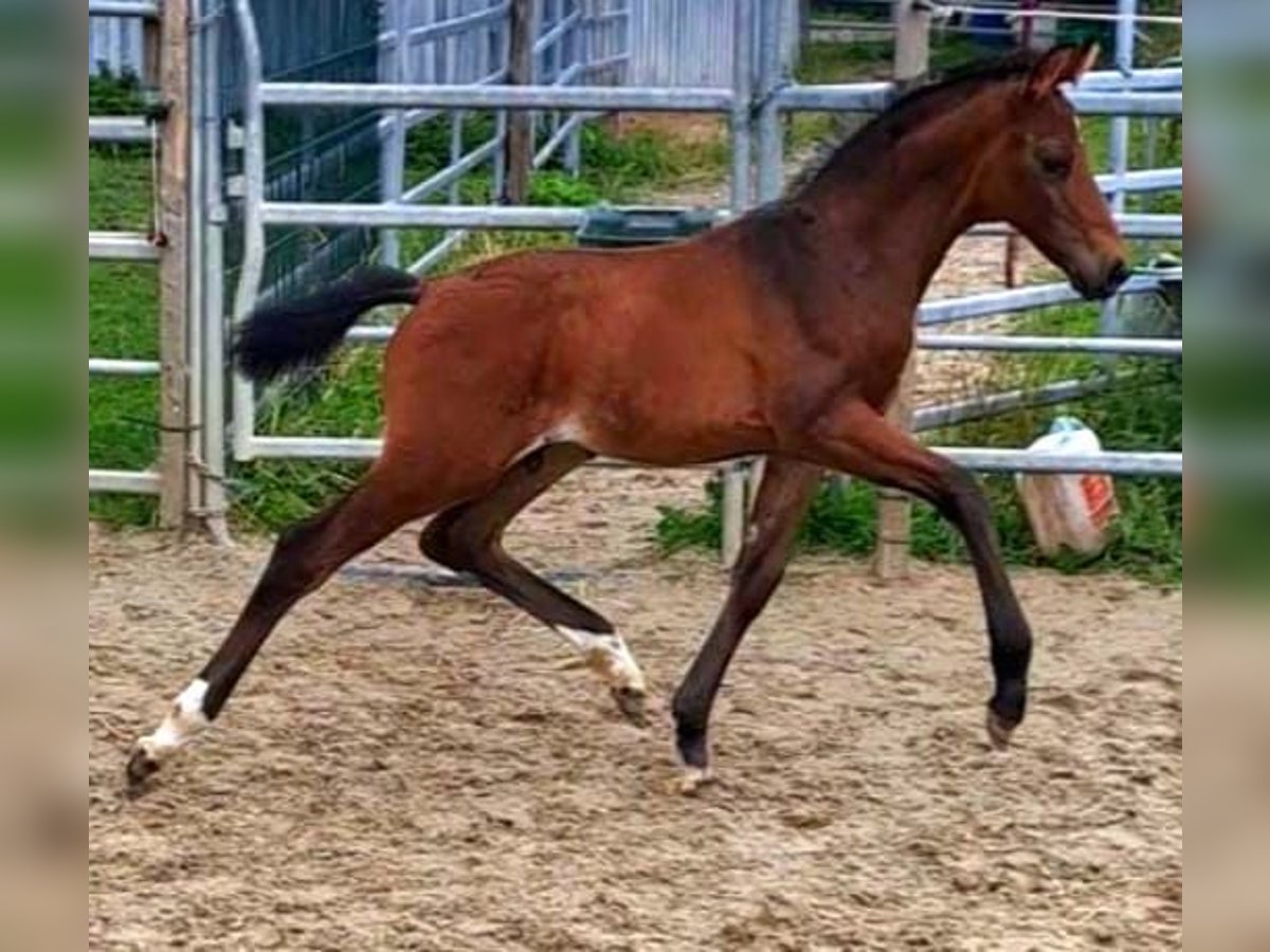 Westfaal Hengst veulen (06/2024) Bruin in Borchen