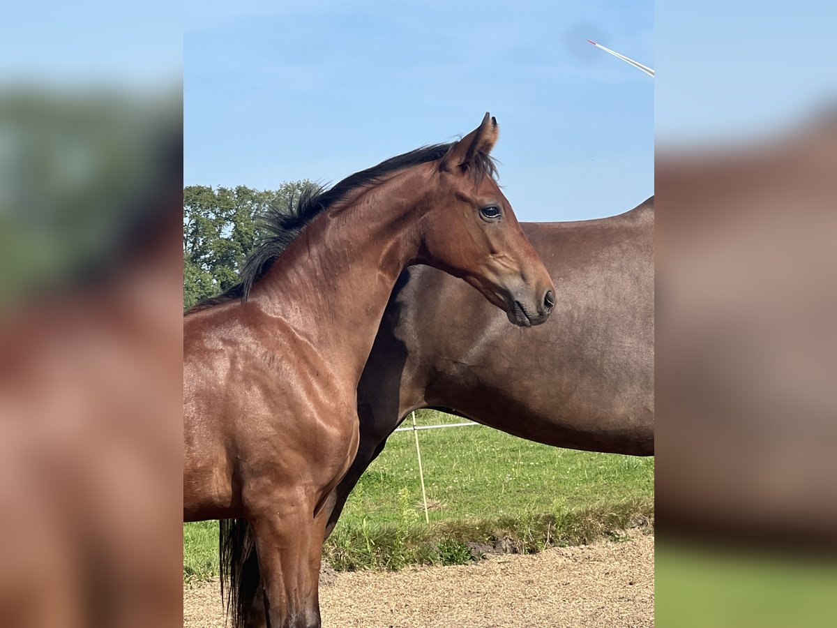 Westfaal Hengst veulen (03/2024) Bruin in Hörstel