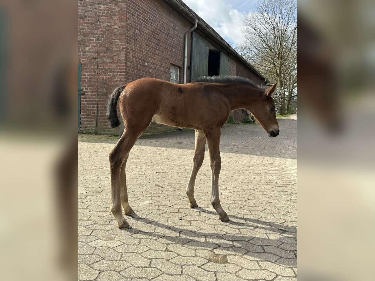 Westfaal Hengst veulen (03/2024) Bruin in Rees