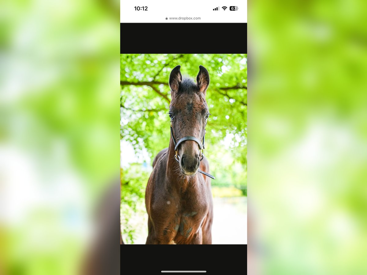 Westfaal Hengst Veulen (05/2025) Donkerbruin in Ibbenb&#xFC;ren