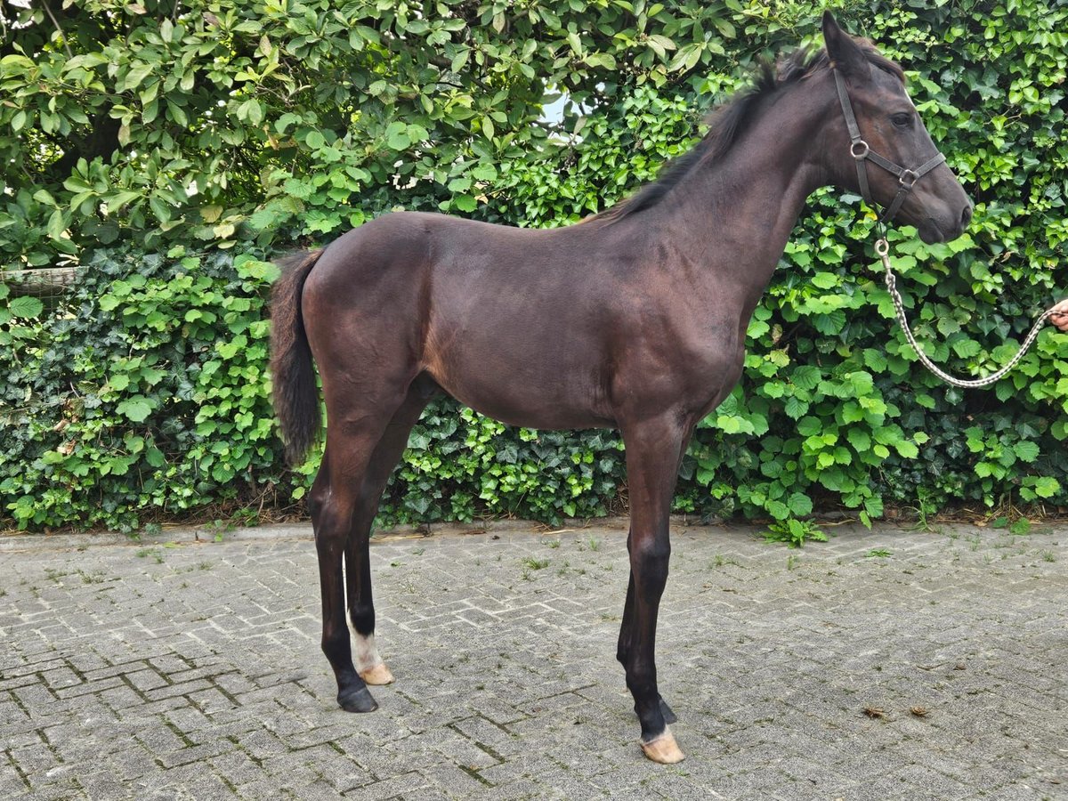 Westfaal Hengst veulen (04/2024) Donkerbruin in Dorsten